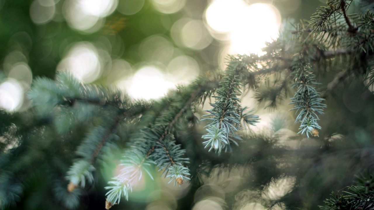 Wallpaper fir-tree, coniferous, branch, patches of light, points