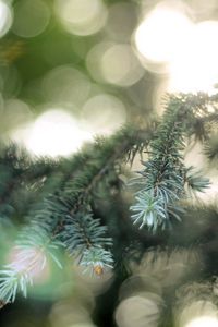 Preview wallpaper fir-tree, coniferous, branch, patches of light, points