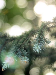 Preview wallpaper fir-tree, coniferous, branch, patches of light, points