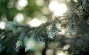 Preview wallpaper fir-tree, coniferous, branch, patches of light, points