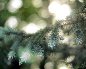 Preview wallpaper fir-tree, coniferous, branch, patches of light, points