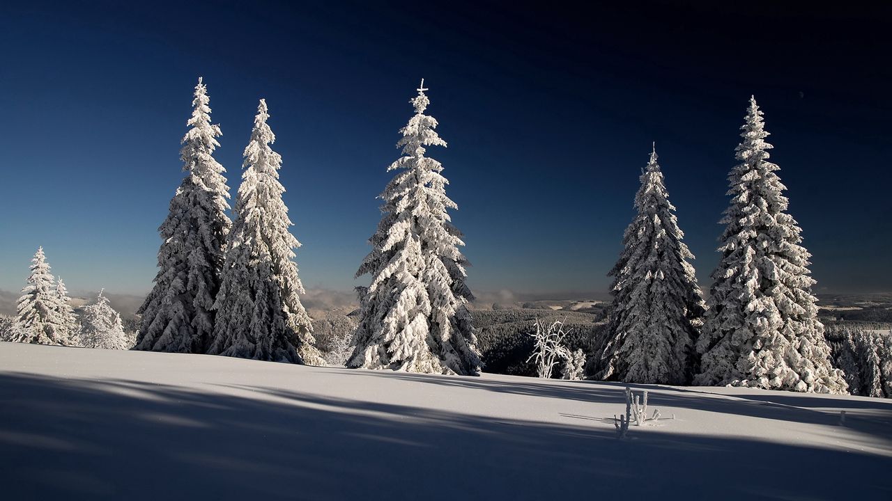 Wallpaper fir-trees, hoarfrost, snow, shadows, branches, gray hair, sun, dark blue, sky