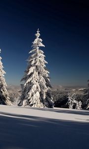Preview wallpaper fir-trees, hoarfrost, snow, shadows, branches, gray hair, sun, dark blue, sky