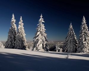 Preview wallpaper fir-trees, hoarfrost, snow, shadows, branches, gray hair, sun, dark blue, sky
