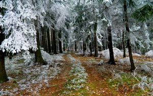 Preview wallpaper fir-trees, hoarfrost, winter, road, earth, branches