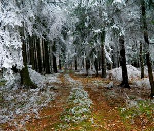Preview wallpaper fir-trees, hoarfrost, winter, road, earth, branches