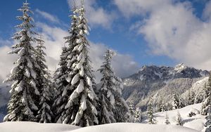 Preview wallpaper fir-trees, snow, branches, weight