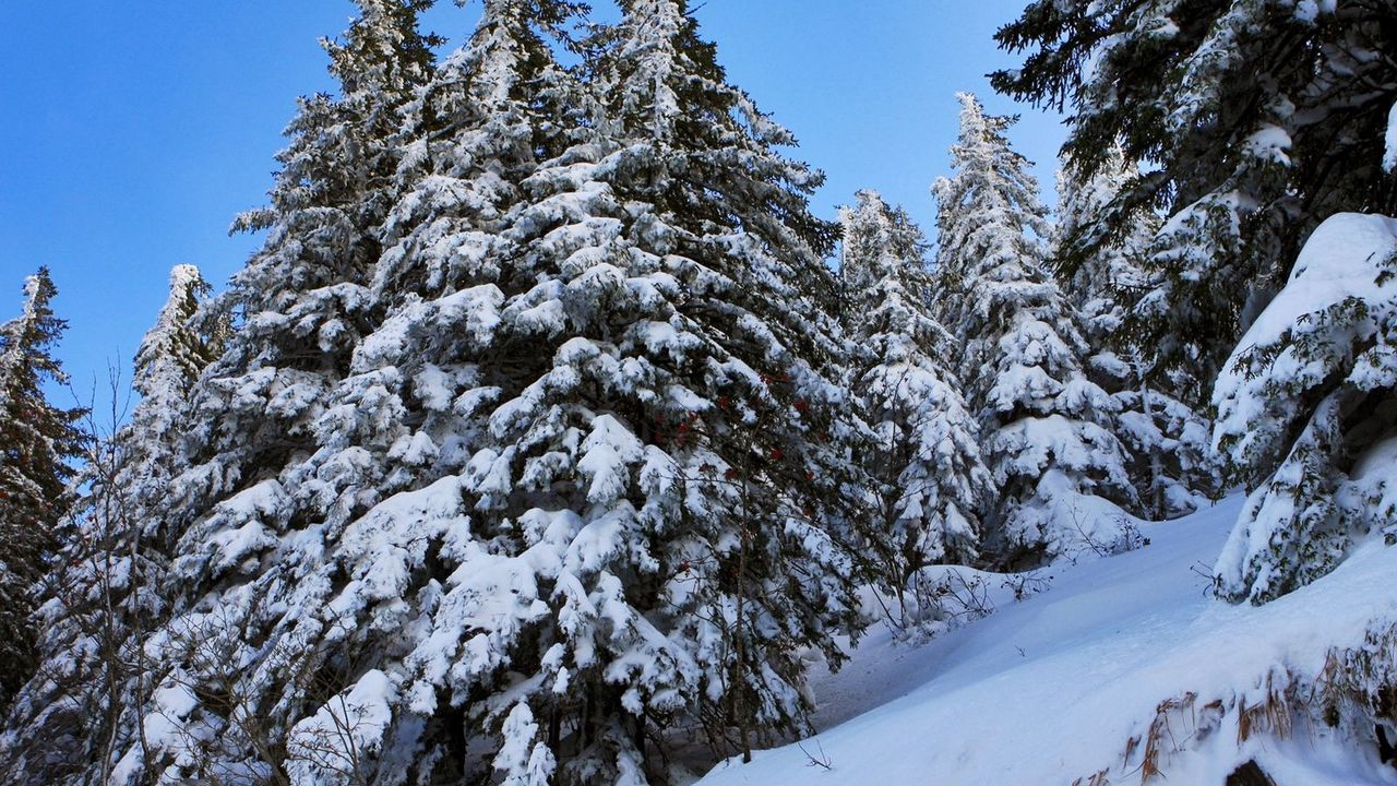 Wallpaper fir-trees, snow, slope
