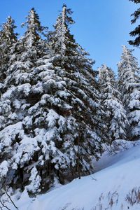 Preview wallpaper fir-trees, snow, slope