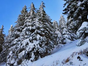 Preview wallpaper fir-trees, snow, slope