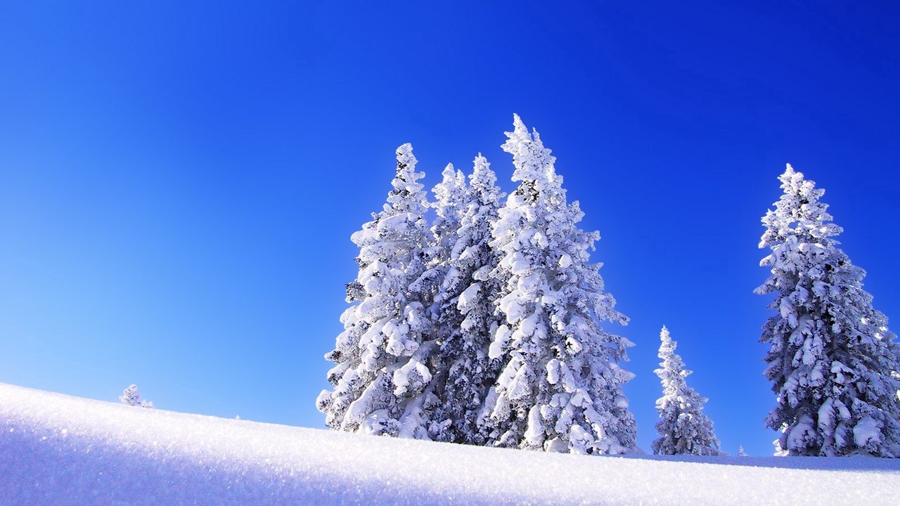 Wallpaper fir-trees, snow, winter, mountain, eminence