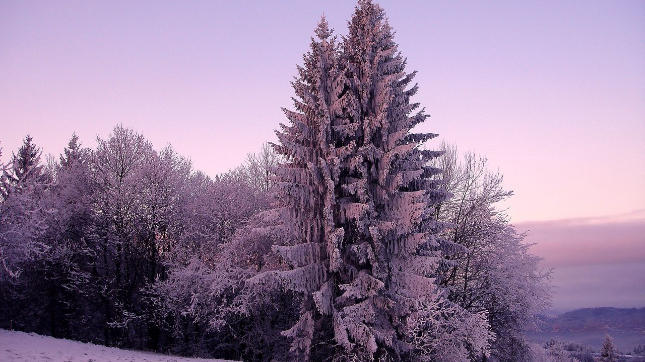 Wallpaper fir-trees, snow, winter, lilac