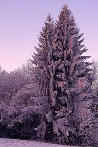 Preview wallpaper fir-trees, snow, winter, lilac