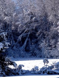 Preview wallpaper fir-trees, snow, winter, branches, weight, glade, light