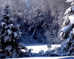 Preview wallpaper fir-trees, snow, winter, branches, weight, glade, light