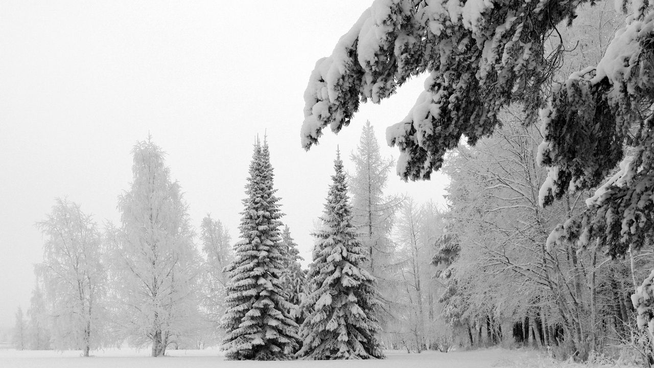 Wallpaper fir-trees, snow, winter, branches, weight, glade, hoarfrost, gray hair, white, landscape