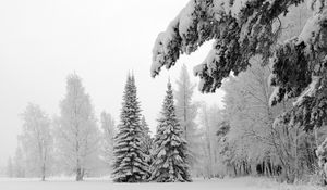 Preview wallpaper fir-trees, snow, winter, branches, weight, glade, hoarfrost, gray hair, white, landscape