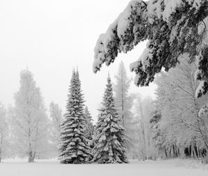 Preview wallpaper fir-trees, snow, winter, branches, weight, glade, hoarfrost, gray hair, white, landscape