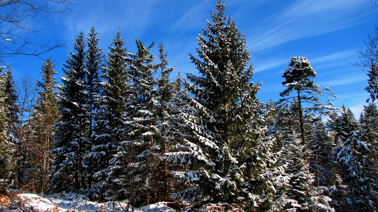 Wallpaper fir-trees, trees, sky, blue, clouds, stains, ease, snow, winter, shadows
