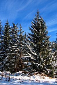 Preview wallpaper fir-trees, trees, sky, blue, clouds, stains, ease, snow, winter, shadows