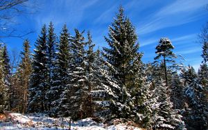 Preview wallpaper fir-trees, trees, sky, blue, clouds, stains, ease, snow, winter, shadows