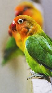 Preview wallpaper fischers lovebird, parrot, bird, colorful