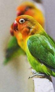 Preview wallpaper fischers lovebird, parrot, bird, colorful