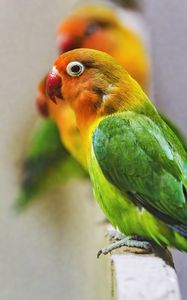 Preview wallpaper fischers lovebird, parrot, bird, colorful