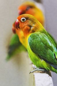 Preview wallpaper fischers lovebird, parrot, bird, colorful