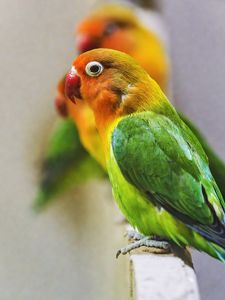 Preview wallpaper fischers lovebird, parrot, bird, colorful