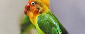 Preview wallpaper fischers lovebird, parrot, bird, colorful