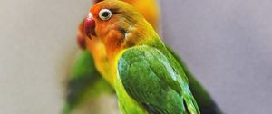 Preview wallpaper fischers lovebird, parrot, bird, colorful