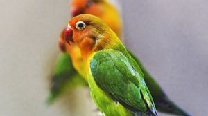 Preview wallpaper fischers lovebird, parrot, bird, colorful