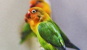 Preview wallpaper fischers lovebird, parrot, bird, colorful