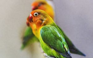 Preview wallpaper fischers lovebird, parrot, bird, colorful