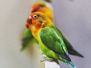 Preview wallpaper fischers lovebird, parrot, bird, colorful