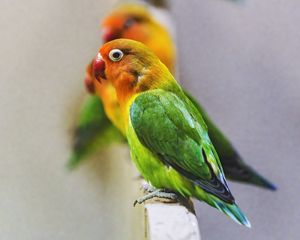 Preview wallpaper fischers lovebird, parrot, bird, colorful