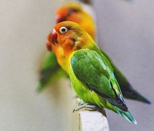 Preview wallpaper fischers lovebird, parrot, bird, colorful