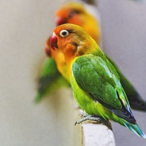 Preview wallpaper fischers lovebird, parrot, bird, colorful