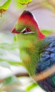 Preview wallpaper fischer&#39;s turaco, bird, beak, blur