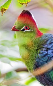 Preview wallpaper fischer&#39;s turaco, bird, beak, blur