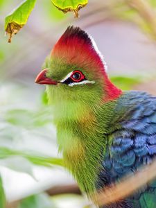 Preview wallpaper fischer&#39;s turaco, bird, beak, blur