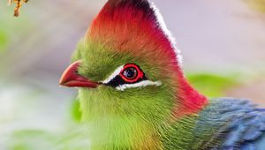 Preview wallpaper fischer&#39;s turaco, bird, beak, blur