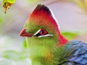 Preview wallpaper fischer&#39;s turaco, bird, beak, blur