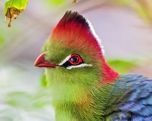 Preview wallpaper fischer&#39;s turaco, bird, beak, blur