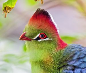 Preview wallpaper fischer&#39;s turaco, bird, beak, blur