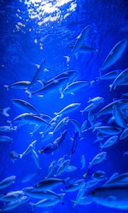 Preview wallpaper fish, aquarium, blue