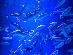 Preview wallpaper fish, aquarium, blue