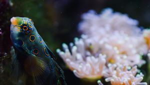 Preview wallpaper fish, aquarium, corals, water