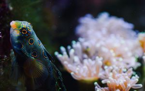 Preview wallpaper fish, aquarium, corals, water